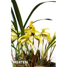 Image result for Polystachya vulcanica