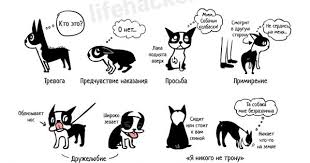 kak ponyat sobaku yazyk tela sobak uhod za sobakoj sobaki