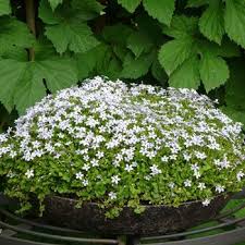 Pratia Pedunculata Blauer Bubikopf Mit Stauden Gestalten Balkon Und Terrasse Winterharte Kubelpflanzen Fur S Stauden Schattenpflanzen Bepflanzung