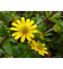 Image result for foto Vitálka