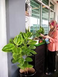 Pokok hiasan rumah desainrumahid com my houseplant journey (pokok hidup dalam rumah) #1 77 bunga depan bilik tidur lanskap kampung. Pembersih Udara Semula Jadi Kosmo Digital