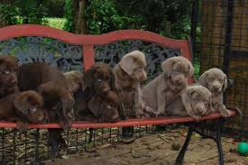 Our goal.silver lab puppies produces only a few litters a year and in doing so, helps us make sure our labrador puppies are going to loving family homes that are as committed to the well being of the puppy as we are. Silver Akc Labrador Retriever Pup For Sale In Brooksville Florida Classified Americanlisted Com