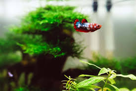 For this, you need to include plants which can but not all plants are perfect for baby fish. Best Live Plants For Betta Fish Update Your Fish Tank Fish Caring Basics