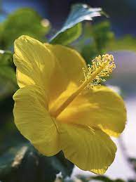 If you live near a chapter of the american hibiscus society, give them a call. Showy Ft Myers Yellow Hibiscus Plant Kens Nursery