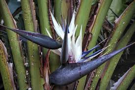 Oral irritation, intense burning and irritation of mouth, tongue and lips, excessive drooling, vomiting, diarrhea, difficulty swallowing and incoordination is possible. Bird Of Paradise Strelitzia Care And Indoor Plant Growing Guide