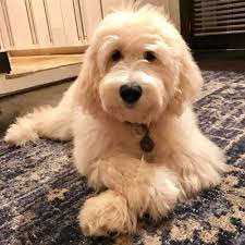 This means an f1b goldendoodle is 75% poodle and 25% golden retriever. Testimonials And Reviews Of Goldendoodle Puppies By Moss Creek Goldendoodles In Florida English Goldendoodle Puppies