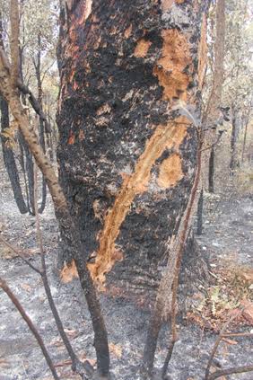 Bolts from the blue: lightning and forest fires