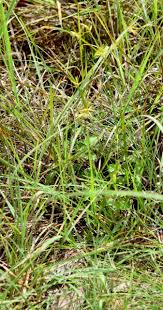 Image result for Cyperus zollingeri