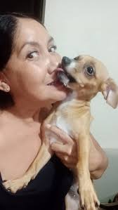 Perros Extraviados en Colima, Colima, Mexico