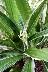 Image result for Crinum stuhlmannii