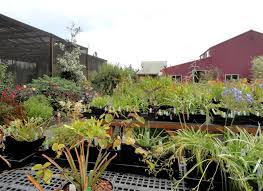 The plant stock is always lovely and the owner is a wealth of extremely helpful. Danger Garden Visiting Far Reaches Farm In Port Townsend Wa