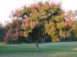 Photo Of Golden Rain Tree Koelreuteria Elegans Uploaded By Hawkarica Golden Rain Tree Shade Trees Outdoor Plants