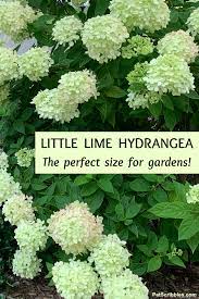 Little Lime Hydrangea Your Ultimate Guide Hydrangea Landscaping Little Lime Hydrangea Planting Hydrangeas
