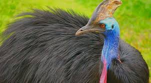 cassowary kusu nedir cassowary kusu nerede yasar gundem haberleri