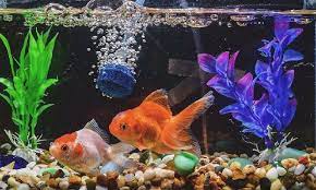 Ikan komet masuk dalam daftar jenis ikan hias terindah air tawar yang cukup banyak digemari. Gambar Ikan Dalam Aquarium Yang Cantik Dan Terindah