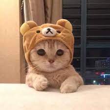 Cute Adorable Cat With Bear Hat Cute Baby Cats Cute Cat Wallpaper Cute Baby Animals