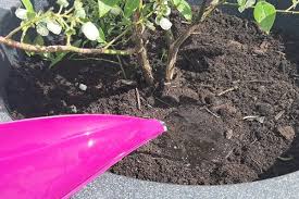 Heidelbeere Im Topf Halten Tipps Tricks Fur Terrasse Und Balkon Heidelbeeren Pflanzen Heidelbeeren Garten Bepflanzen