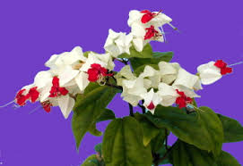 Image result for Clerodendrum fasciculatum