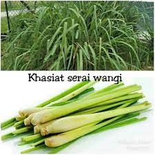 Tapi dibalik manfaat daun serai sebagai bumbu penyedap, ternyata tanaman yang satu ini juga memiliki. Khasiat Serai Wangi Citronella Laman Bunga Dan Herba Facebook