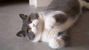 Finally, there are exceptional cats within each breed that are. Longest And Shortest Living Cat Breeds 24 7 Tempo Page 10