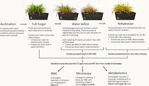 Image result for Xerophyta schlechteri