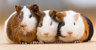 Why do guinea pigs rumblestrut? How To Introduce Guinea Pigs Pdsa