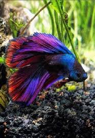 type of betta fish if you are like me and have a strong passion for freshwater aquariums you have probably considered incorporati beta baligi balik hayvanlar