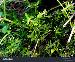 Image result for Glinus oppositifolius