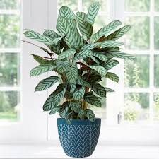 Image result for Ktenante Ctenanthe