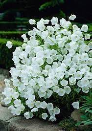 These Would Look Fantastic Over Flowing In A Huge Pot White Clips Bell Flower Gorgeous Their Slight Translucency Plants Flower Garden White Gardens
