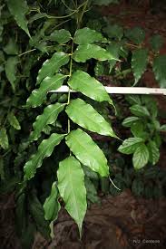 Image result for Zanha golungensis