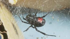 During one of the most iconic scenes, arthur goes to a widow to collect her husband's debt. Erie Man May Have Died From Black Widow Bites Cbs Denver