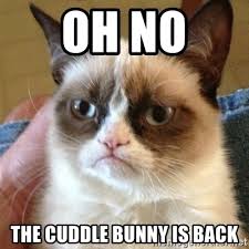 Submitted 2 years ago by therealrofii. Oh No The Cuddle Bunny Is Back Grumpy Cat Meme Generator