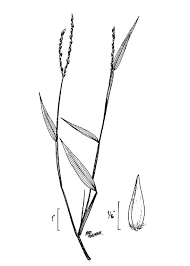 Image result for Microstegium fasciculatum