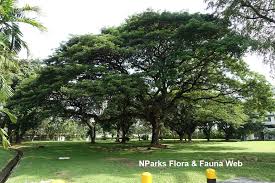 Image result for Samanea saman