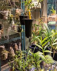 Most orchids require plenty of light, preferably at least six hours a day. The Indoor Sun Growing Orchids Under High Intensity Led Grow Lights