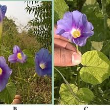Image result for Ipomoea parasitica