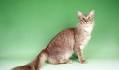 Javanese Cat Breed Information, Pictures, Characteristics ...