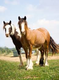 Gorgeous silver dapple gypsy vanner gelding …. Gypsy Horse Breed Information And Pictures Petguide
