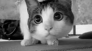 How Do You Explain The Difference Between Left And Right Funny Cats Cats Cat Gif