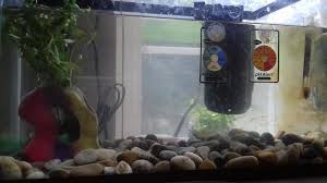 Using aquarium salt should be considered if you like to keep your betta healthy. Hi My Betta Has Ich I Have 3 Mystery Snails In The Tank Is It Okay To Put In Aquarium Salt For The Treatment With My Snails In Petcoach
