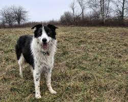 What Is The Best Dog For A Border Collie To Get Along With Border Collie Dogs Collie