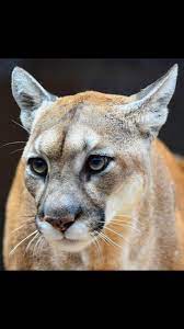 Pin On Mountain Lion