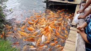 Mimpi dapat ikan belut memiliki tafsir mimpi yang hanpir sama seperti ikan lele. 5 Cara Budidaya Ikan Mas Lengkap Hasilkan Kualitas Panen Meningkat Budidaya Ikan