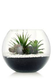Buy Succulent Terrarium From The Next Uk Online Shop Buy Succulents Succulent Terrarium Artificial Flowers