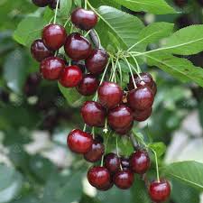 Your cherry fruit tree stock images are ready. Prunus Cerasus Morello Cooking Sour Cherry Tree Garden Fruit Tree 4 5ft Colt Semi Vigorous Buy Online In China At China Desertcart Com Productid 198398651