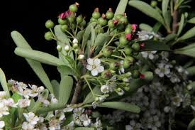 Image result for Maerua becquetii