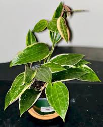 Image result for Carvalhoa macrophylla