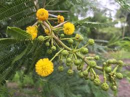 Image result for Acacia karroo