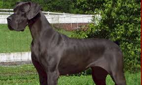 If you are looking to adopt or buy a great dane take a look here! Victory Great Danes Home Of Quality Blues And Blacks